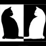 black and white cats