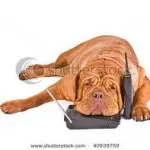 dog eat dog