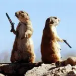 duel