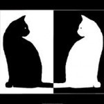 black and white cats