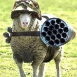 sheep with gun