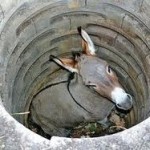 donkey in ditch